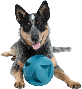 image of a blue heeler pup playing with a blue ball.