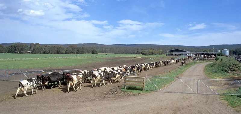 Cows heading to the dairy shed for milking