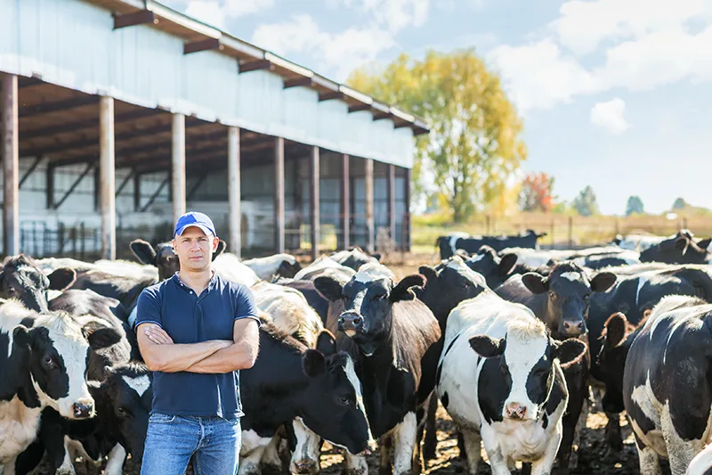 Man standing infront of a shed with amherd of cows